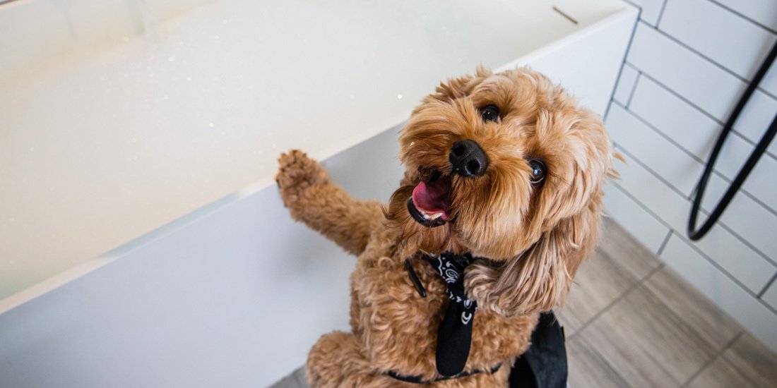 Pawdicures and doggy dinners – treat your fur baby to a luxe sleepover at QT Hotels & Resorts