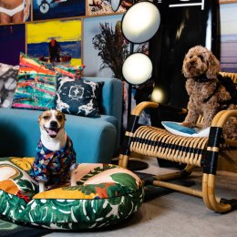 Pawdicures and doggy dinners – treat your fur baby to a luxe sleepover at QT Hotels & Resorts