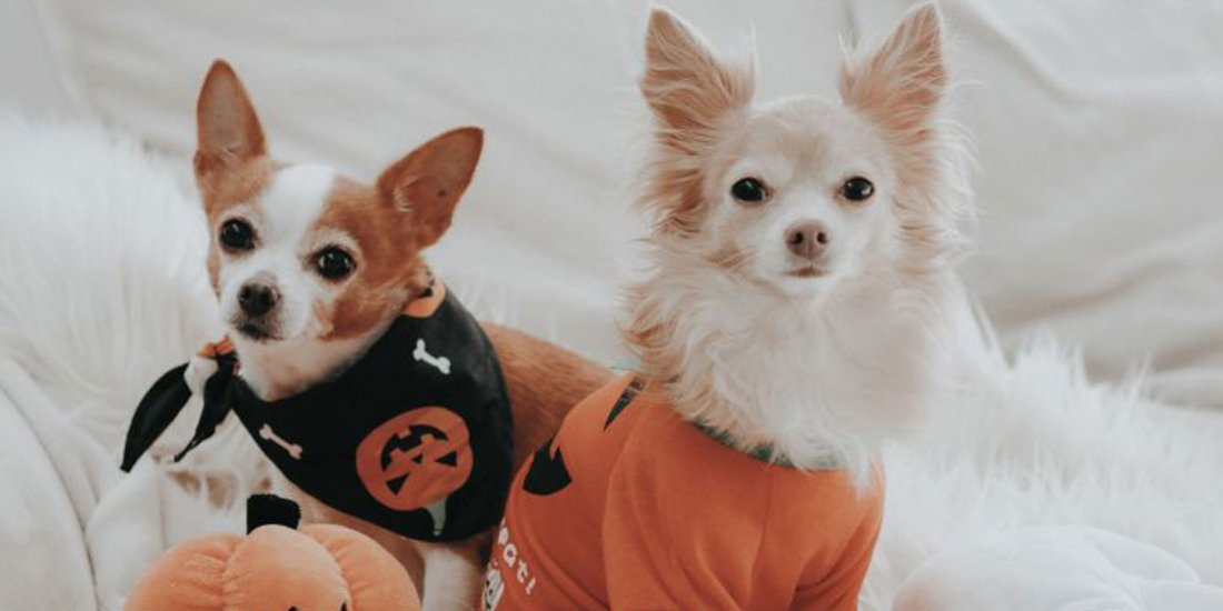 Big W has dropped a supercute Halloween petwear range for your spooky