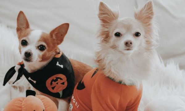 Big W has dropped a super-cute Halloween petwear range for your spooky doggo