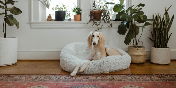 Pop-Up Puppy Yoga