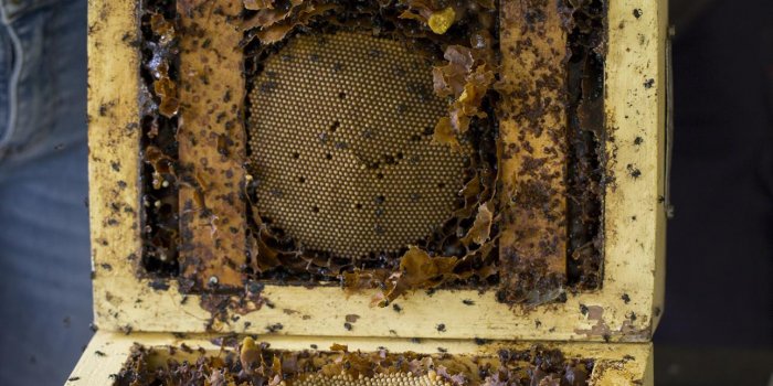 Life of stingless bees