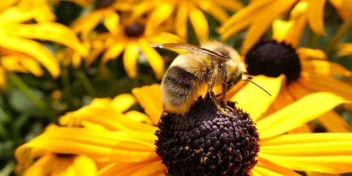 ONLINE EVENT: Summer beeswax wrap making