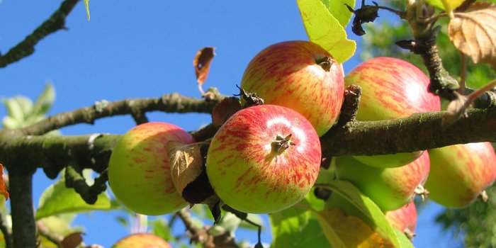 ONLINE EVENT: Morag Gamble – Permaculture summer edible gardening