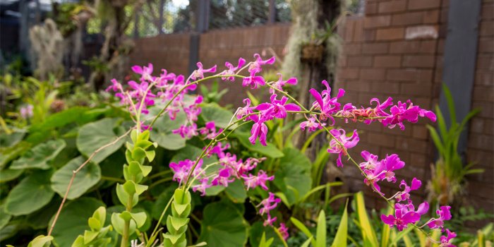 Subtropical cottage gardening