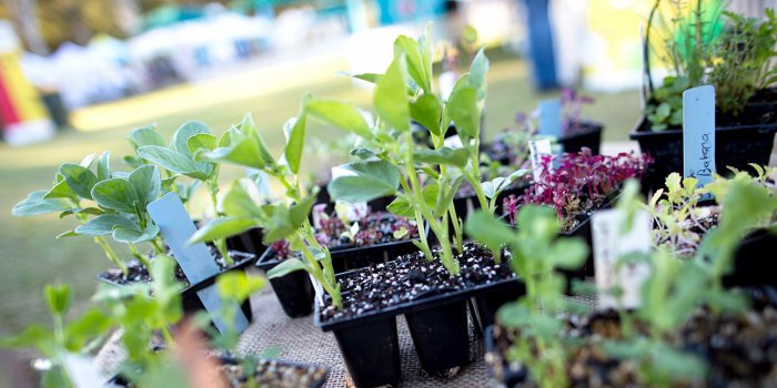 Vegetable gardening including crop rotation and companion planting