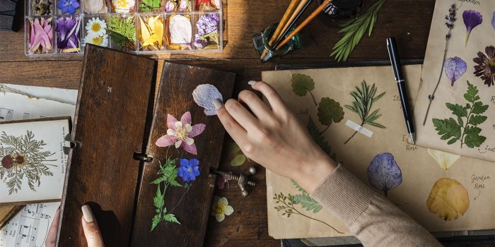 World Science Festival Brisbane: The ‘art' of a field botanist