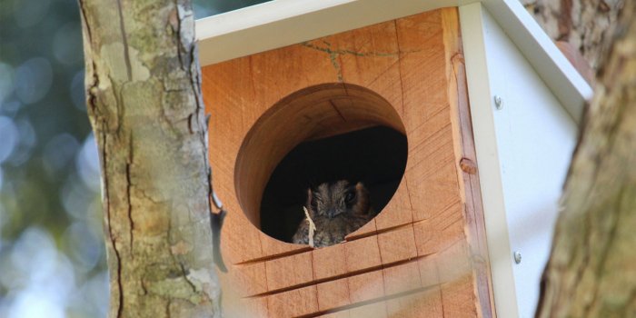 All about nest boxes!