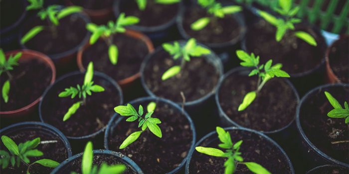 Propagating native plants from seed