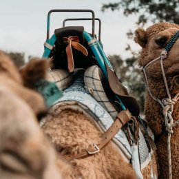 Hop on a hump and have sunset cocktails with camels at Summer Land Farm