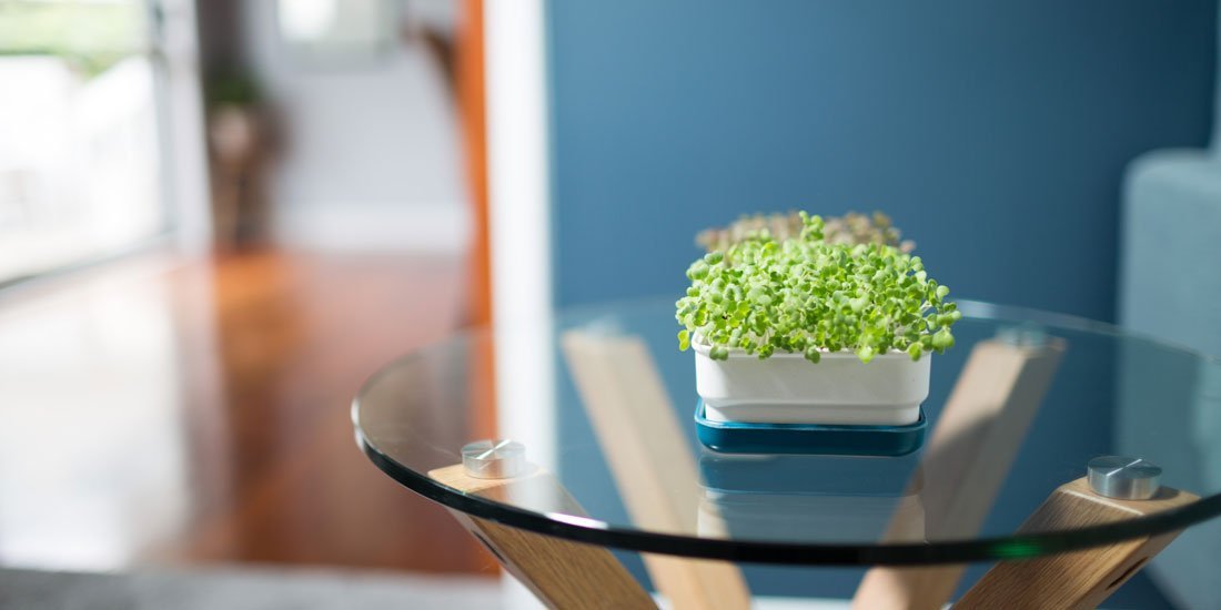 Grow micro-greens with micro effort – say hello to Micropod