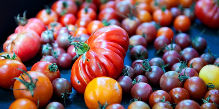 Tomatoes – Heirloom vs modern hybrids