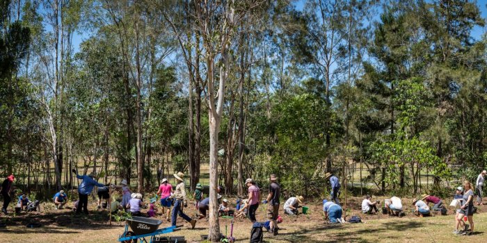 Community Planting Day – Sutling Street Bushcare Site Chapel Hill