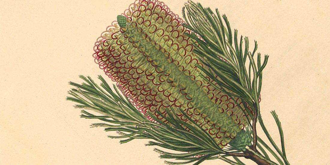 Explore the power of plants at State Library of Queensland's Entwined exhibition