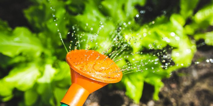 The busy person's productive garden