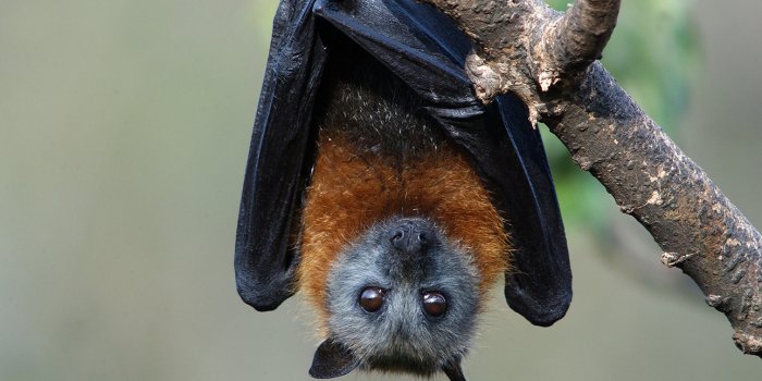 Halloween night adventures: Debunking the myths – Beastly Bats