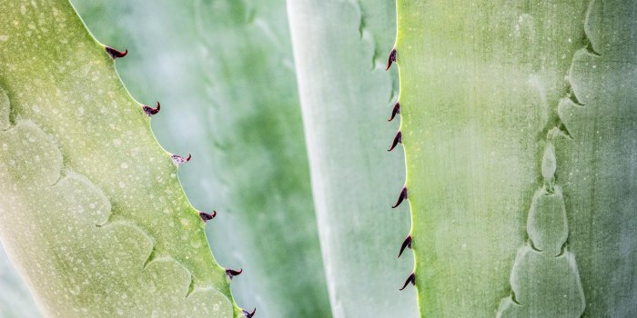 Fun stuff for grown up gardeners