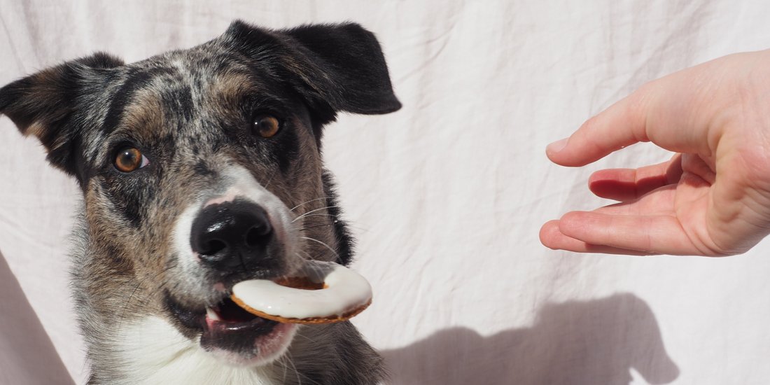 Get your paws on a box of Krispy Kreme's new Doggie Doughnuts