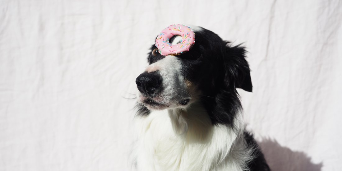 Get your paws on a box of Krispy Kreme's new Doggie Doughnuts