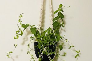Maker space workshop for adults: Make a macrame plant holder