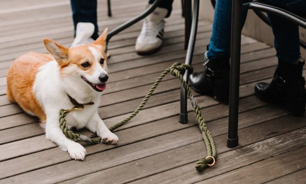 The round-up: bark up the right tree at Brisbane’s best dog-friendly cafes and bars