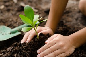Building Healthy Soil: World Soil Day Workshop