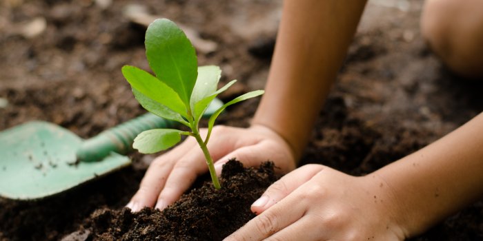 Building Healthy Soil: World Soil Day Workshop