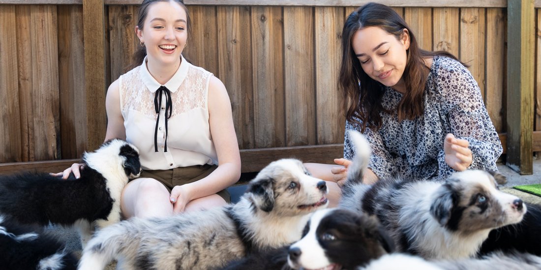 Cuddle with puppies at Samford Valley cafe Collies and Co.