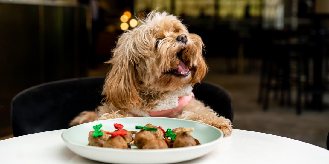 It's a ruff life – The Westin Brisbane has launched a fine-dining menu for dogs