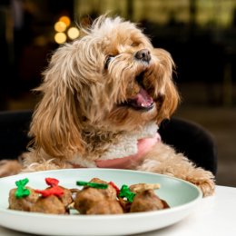 It's a ruff life – The Westin Brisbane has launched a fine-dining menu for dogs