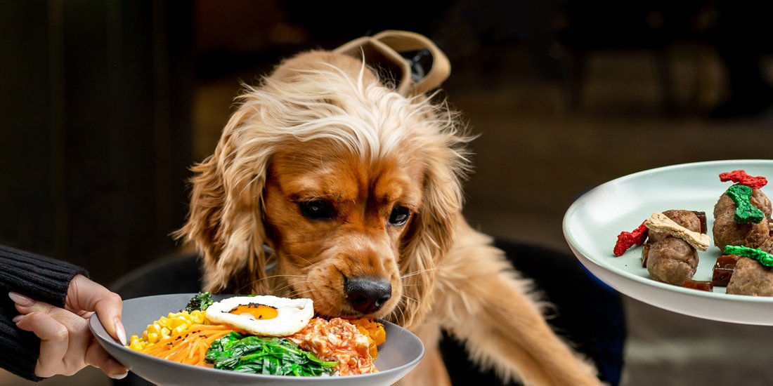 It's a ruff life – The Westin Brisbane has launched a fine-dining menu for dogs
