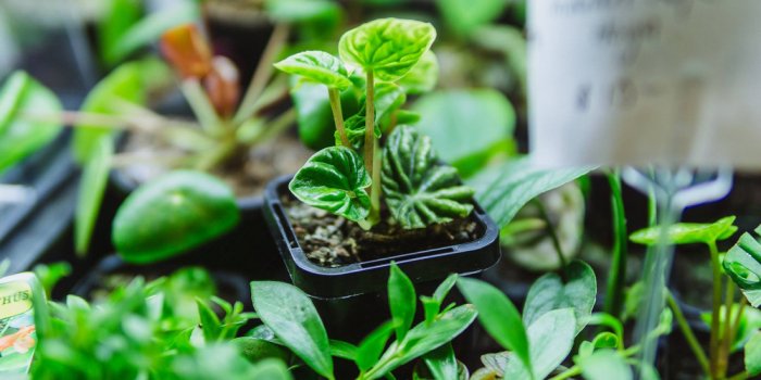 The Plant Market at West Village