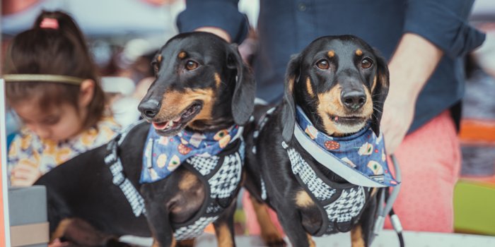 Barktoberfest!