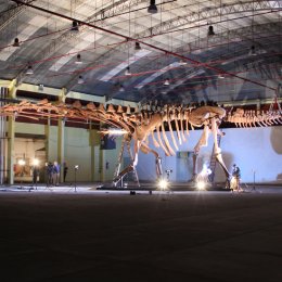 See the world's largest dino at Queensland Museum's Dinosaurs of Patagonia exhibition