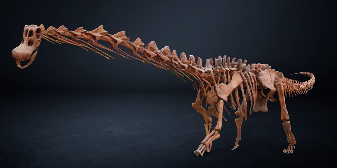 See the world's largest dino at Queensland Museum's Dinosaurs of Patagonia exhibition