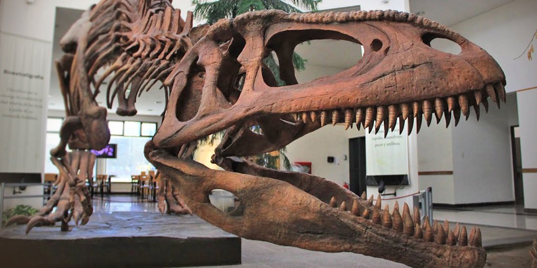 See the world's largest dino at Queensland Museum's Dinosaurs of Patagonia exhibition