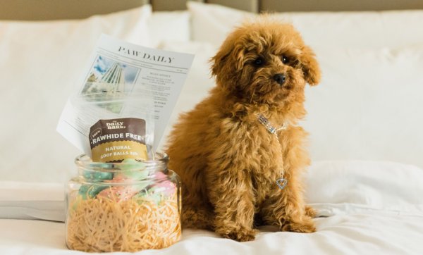 Hotel for dogs – Brisbane Marriott is welcoming pampered pooches