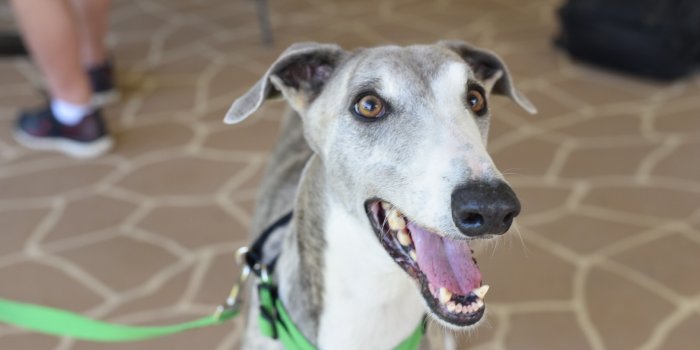 Greyhound Adoption Program at DogFest Redlands