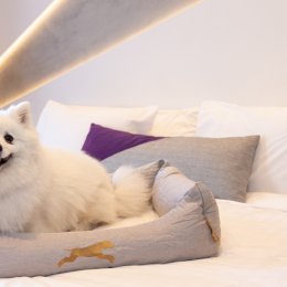 That's so fetch – treat your furry friend to a five-star stay at Hotel X