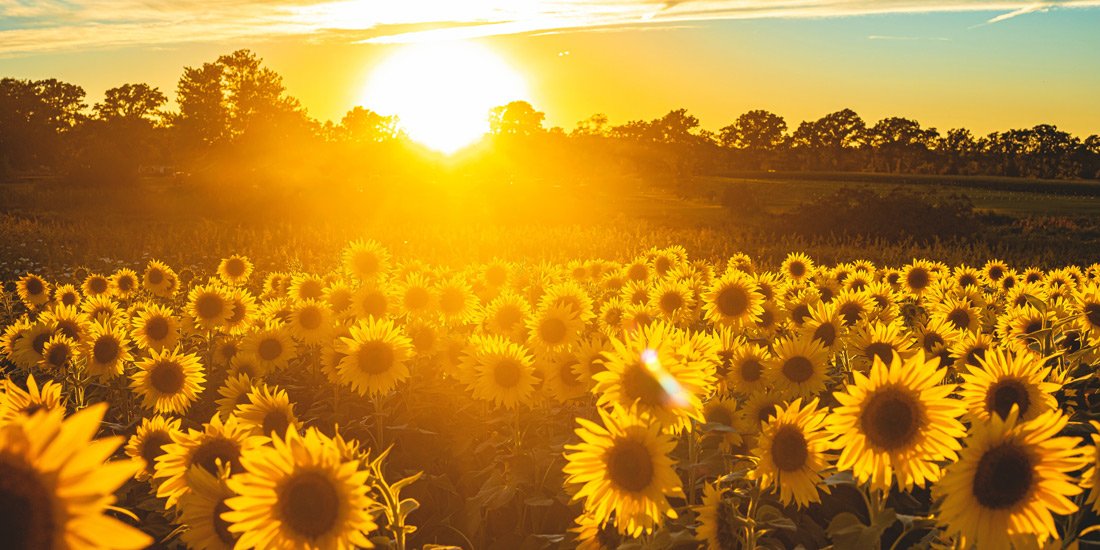 Save the date – Kalbar Sunflower Festival is returning with a field of one-million blooms