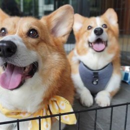 From corgi coffee to corgi buns – live out your doggy dreams at this corgi-themed cafe