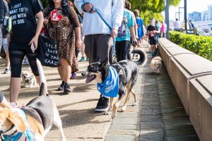 Brisbane RSPCA Queensland’s Million Paws Walk 2023