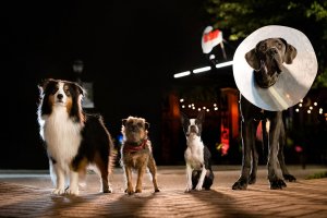 Strays – Dog-Friendly Screening at Dendy Powerhouse Outdoor Cinema