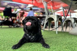 Pups and Pints – Dog Friendly Charity Fundraiser