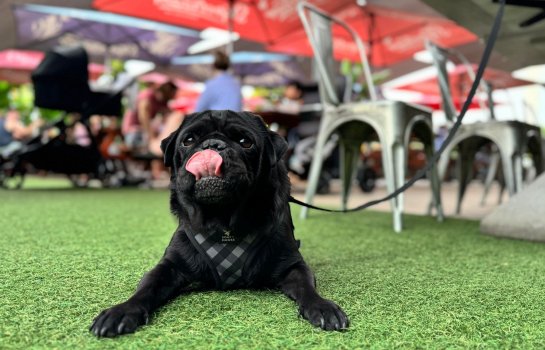 Pups and Pints – Dog Friendly Charity Fundraiser