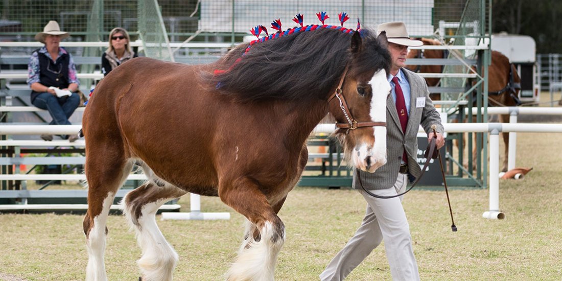 Giddy up to the country for the Scenic Rim Clydesdale Spectacular's celebration of equine art, culture and tradition