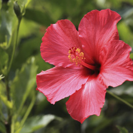 The Grocer: Hibiscus