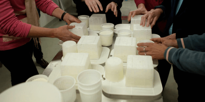 Artisan Sheep Cheese Making Workshop