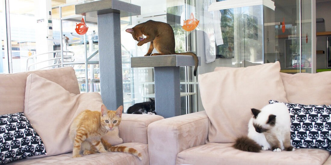 Coffee, cake and cat cuddles at Crazy Cat Cafe in Surfers Paradise