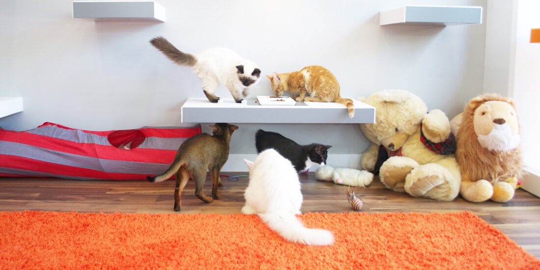 Coffee, cake and cat cuddles at Crazy Cat Cafe in Surfers Paradise